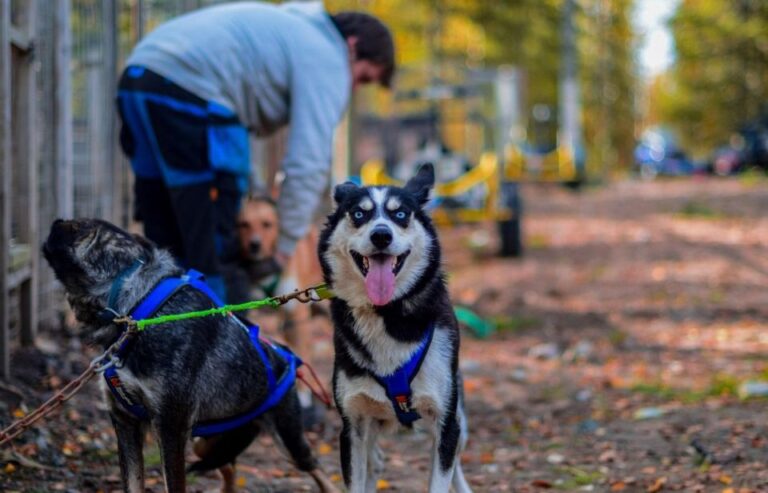 Rovaniemi: Husky Safari Tour & 6-10 Km Self-Driving Mushing