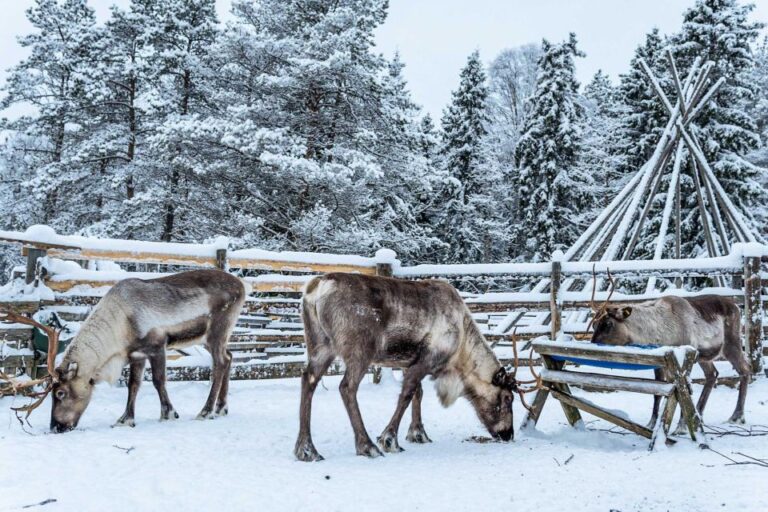 Rovaniemi: Local Reindeer Farm Visit With 2 Km Sleigh Ride