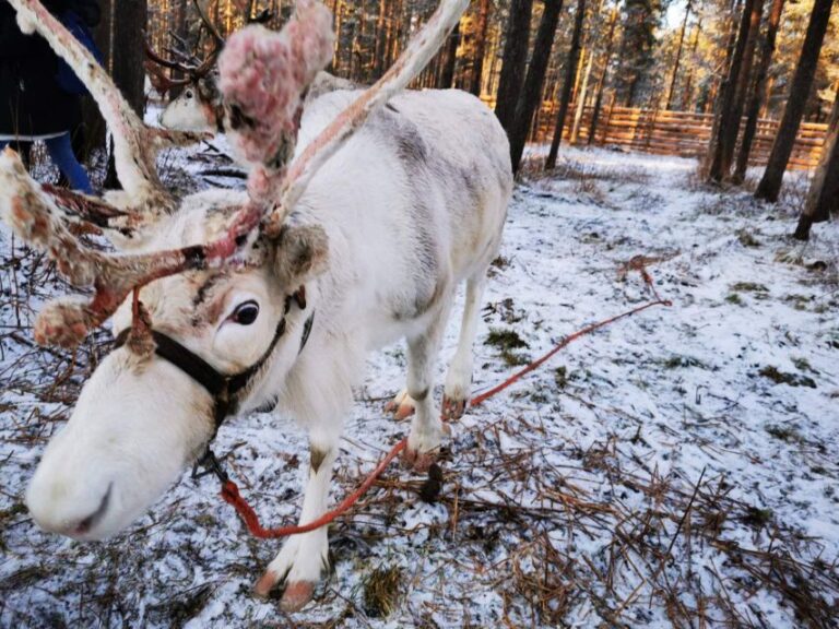 Rovaniemi: Reindeer Activity & Aurora BBQ Tour!