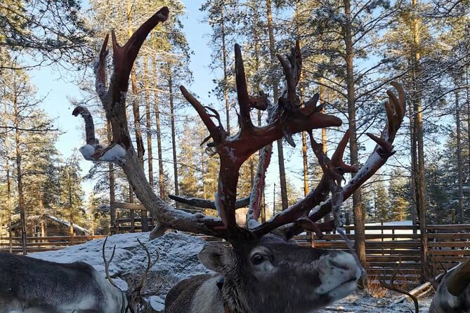 Rovaniemi: Reindeer Activity & Aurora BBQ Tour!