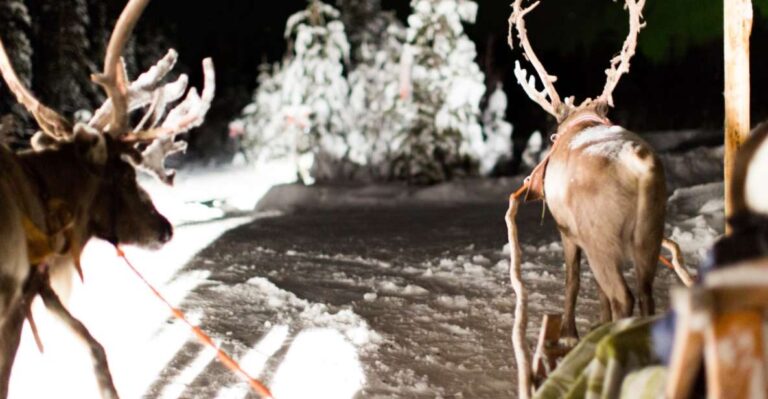 Rovaniemi: Reindeer Evening Safari Tour & 2.5 Km Sled Ride