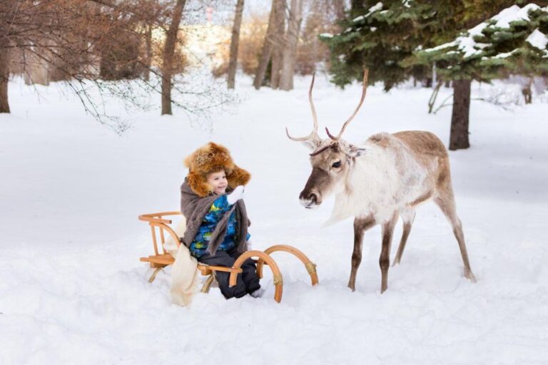 Rovaniemi: Reindeer Farm Tour With Sledge Ride & Pickup