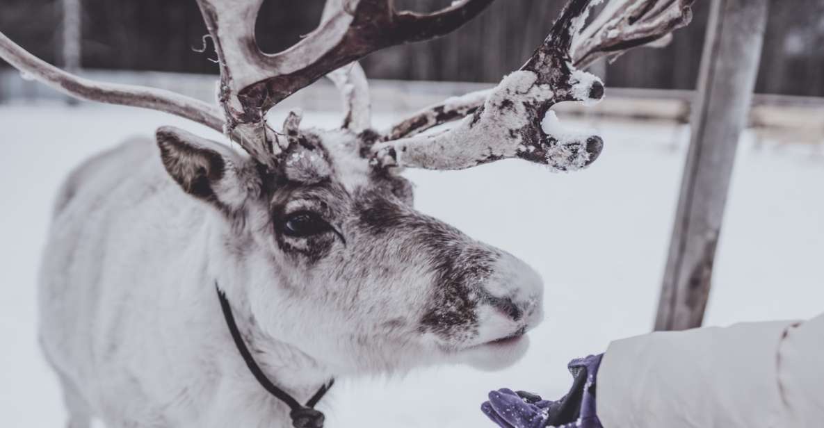 1 rovaniemi reindeer farm visit short sled ride 2 Rovaniemi: Reindeer Farm Visit & Short Sled Ride