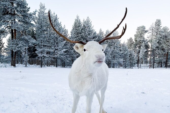Rovaniemi: Reindeer Farm Visit & Short Sled Ride