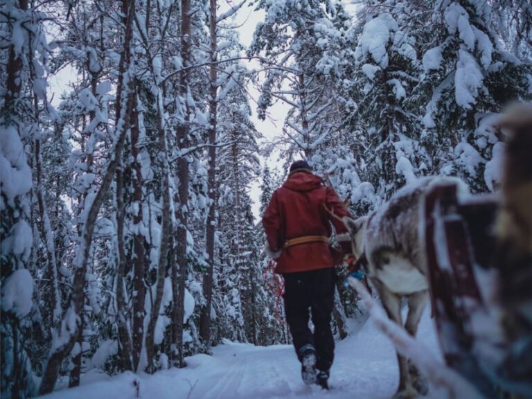 Rovaniemi: Reindeer Safari Tour & 2.5 Km Sled Ride