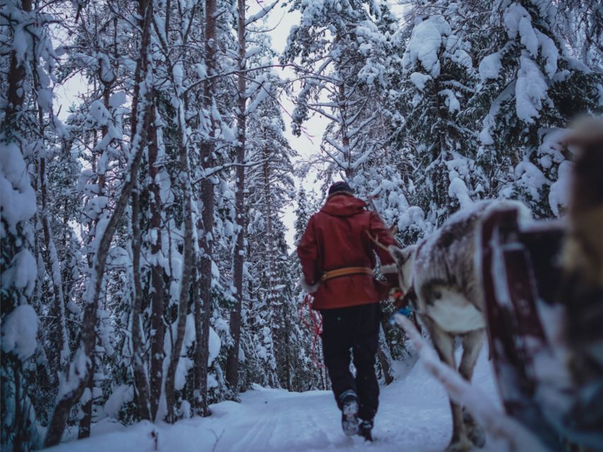 1 rovaniemi reindeer safari tour 2 5 km sled ride 2 Rovaniemi: Reindeer Safari Tour & 2.5 Km Sled Ride