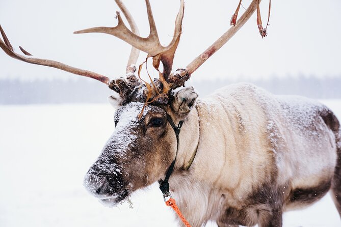 1 rovaniemi reindeer sleigh ride mar Rovaniemi Reindeer Sleigh Ride (Mar )