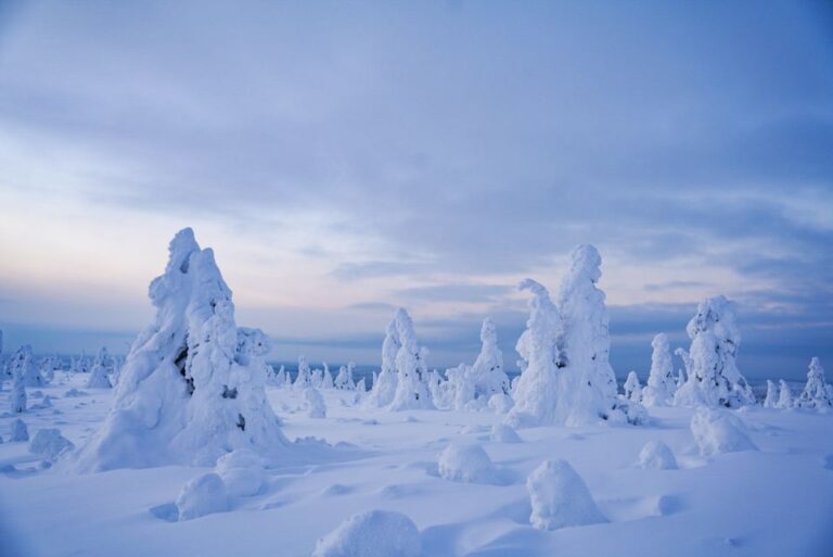 Rovaniemi: Riisitunturi National Park Day Trip With Lunch