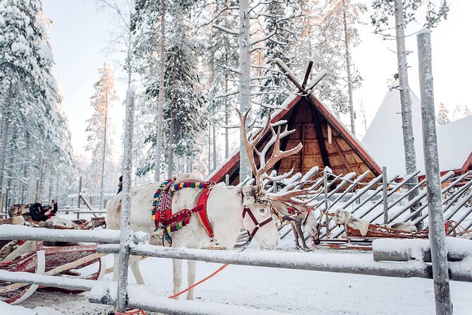 Rovaniemi Santa Claus Village, Reindeer and Husky Tour - Additional Information