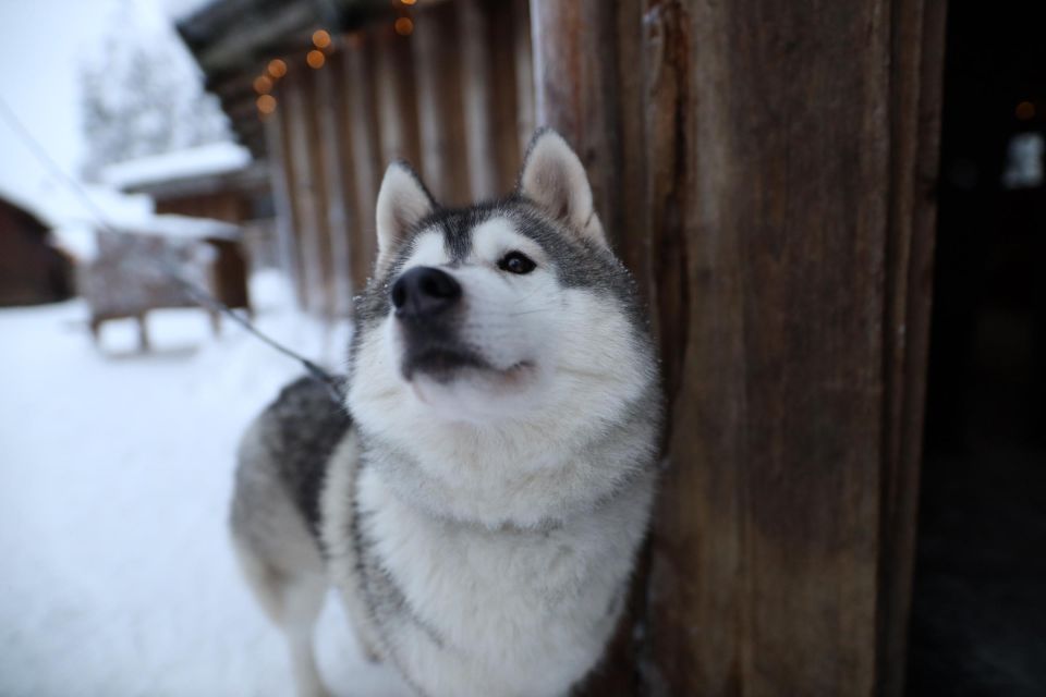 1 rovaniemi santa claus village tour reindeer husky ride Rovaniemi: Santa Claus Village Tour & Reindeer & Husky Ride