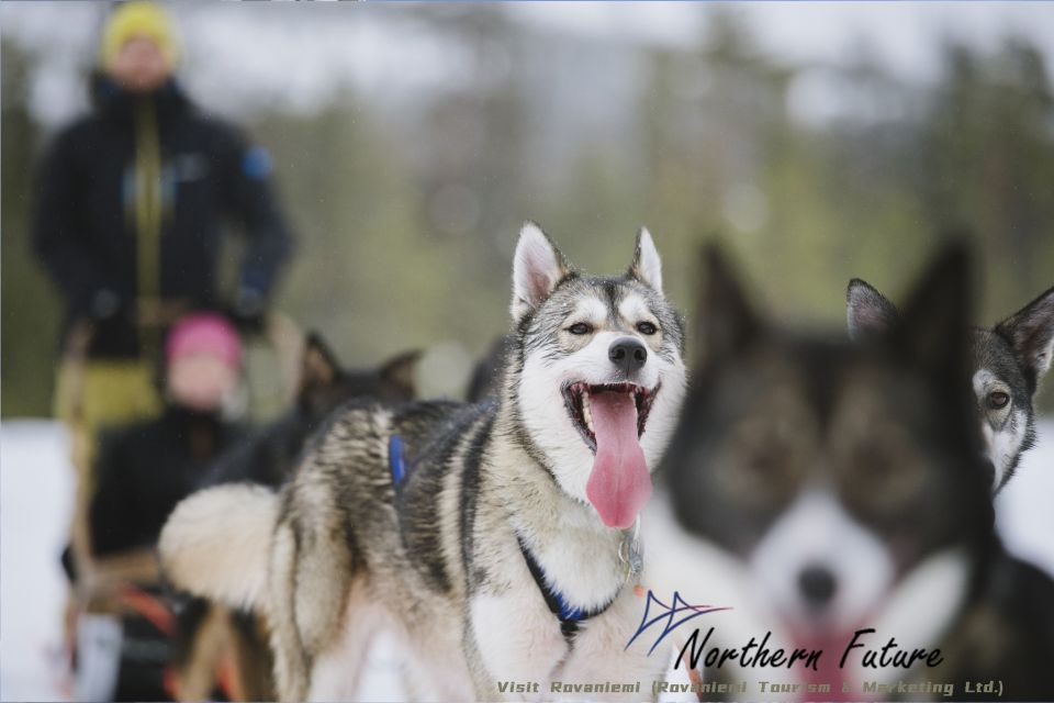 1 rovaniemi santas reindeer huskies elf farm aurora bbq Rovaniemi: Santa's Reindeer, Huskies, Elf Farm & Aurora BBQ