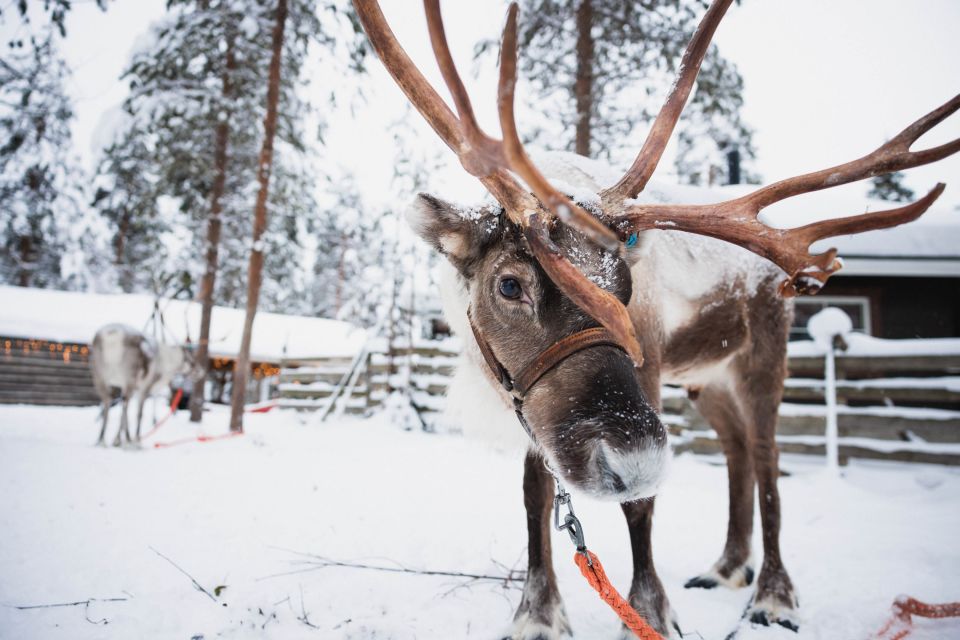 1 rovaniemi snowmobile tour and reindeer farm Rovaniemi: Snowmobile Tour and Reindeer Farm Experience