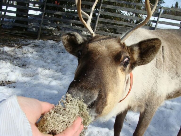 Rovaniemi: Traditional Reindeer Farm Visit & Sleigh Ride
