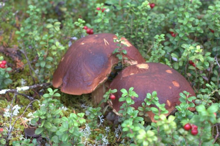 Rovaniemi: Wild Berries and Mushrooms Picking Tour
