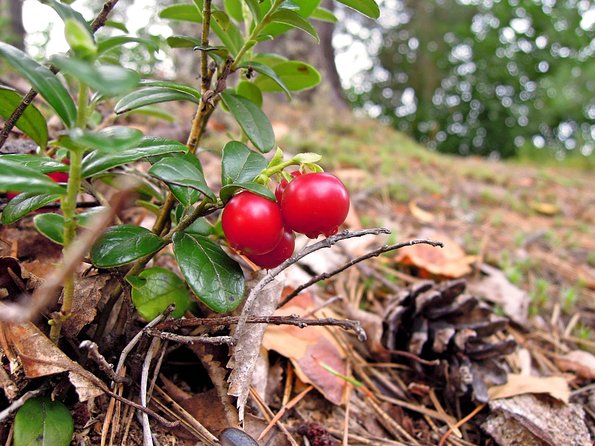 Rovaniemi Wild Mushroom or Berry Foraging Adventure (Mar )