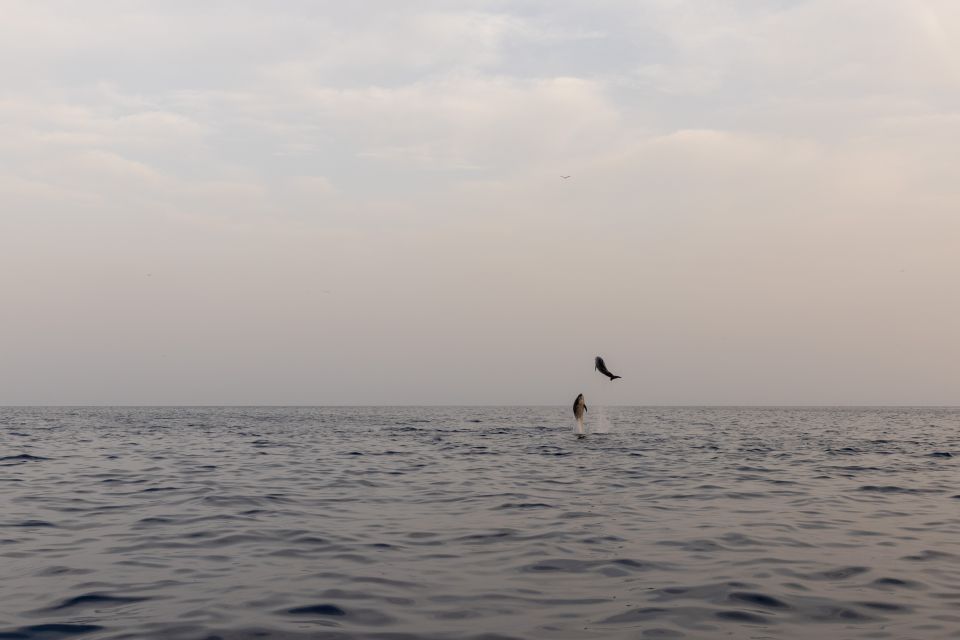 1 rovinj dolphin watching sunset speedboat trip with drinks Rovinj: Dolphin Watching Sunset Speedboat Trip With Drinks