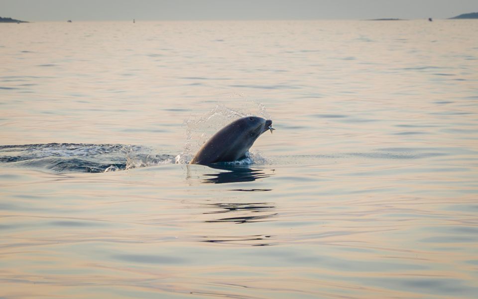 1 rovinj sunrise dolphin watching speedboat tour Rovinj: Sunrise Dolphin-Watching Speedboat Tour