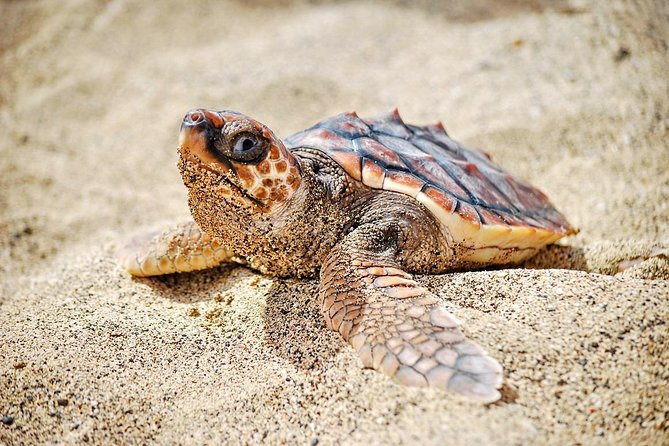 Sal Island: Sea Turtles Experience From Santa Maria