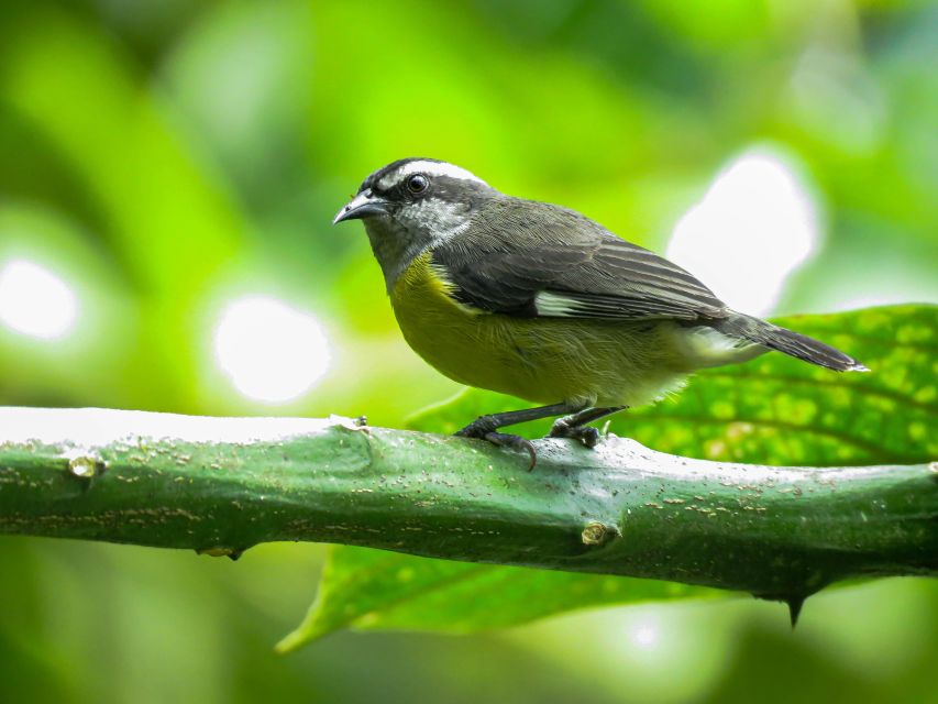 1 salento private birding tour for beginners and intermediate Salento: Private Birding Tour for Beginners and Intermediate