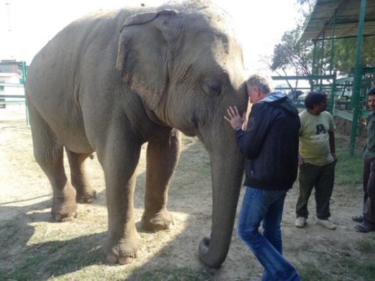 Same Day Tajmahal Tour With SOS Elephant/Bear Sanctuary