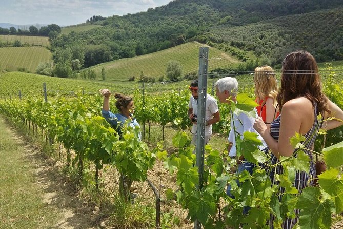 San Gimignano, Saffron and Vernaccia Wine From Florence