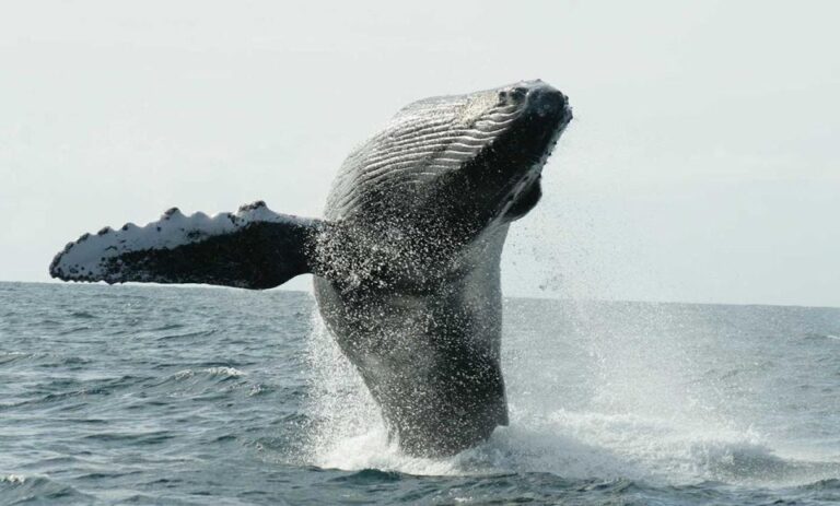 San Jose Del Cabo Whale Watching