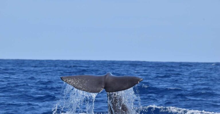 São Jorge Island: Cetaceans in the Heart of Azores
