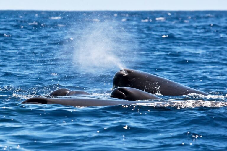 São Miguel: North Coast Whale Watching Cruise