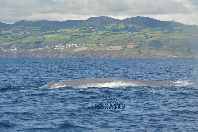 Sao Miguel Small-Group Whale Watching Tour