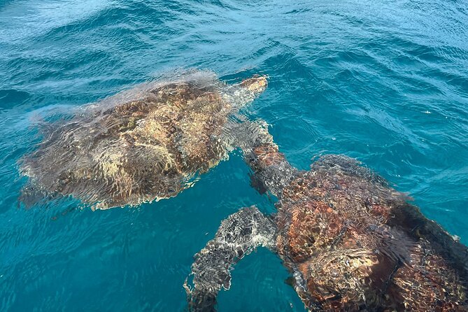 1 sao vicente private snorkel experience with sea turtle São Vicente: Private Snorkel Experience With Sea Turtle