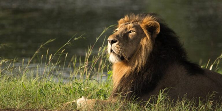 Sasan Gir: Devalia Park Safari With Skip-The-Line Access