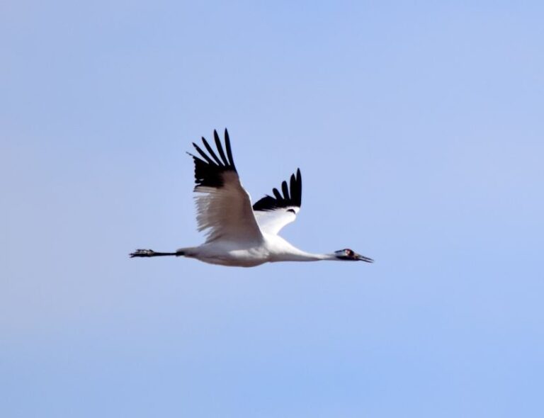 Saskatoon, Canada: 8-Hour Tour to View Whooping Cranes