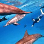 1 sataya dolphin house snorkel trip marsa alam Sataya Dolphin House Snorkel Trip - Marsa Alam