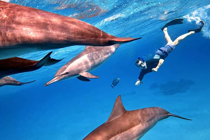 1 sataya dolphin house snorkel trip marsa alam Sataya Dolphin House Snorkel Trip - Marsa Alam