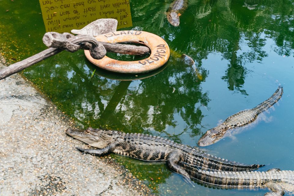 1 savannah tybee island dolphin tour Savannah: Tybee Island Dolphin Tour