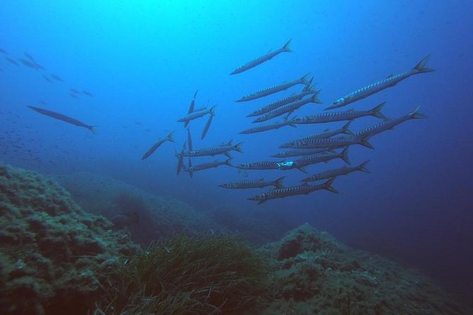 Scuba Diving in La Maddalena and Lavezzi Marine Protected Areas.