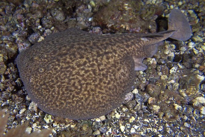 Scuba Night Dive on Tenerife With SCUBANANA