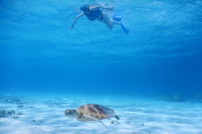 Sea Turtle Snorkel at Kerama Islands and Zamami Island