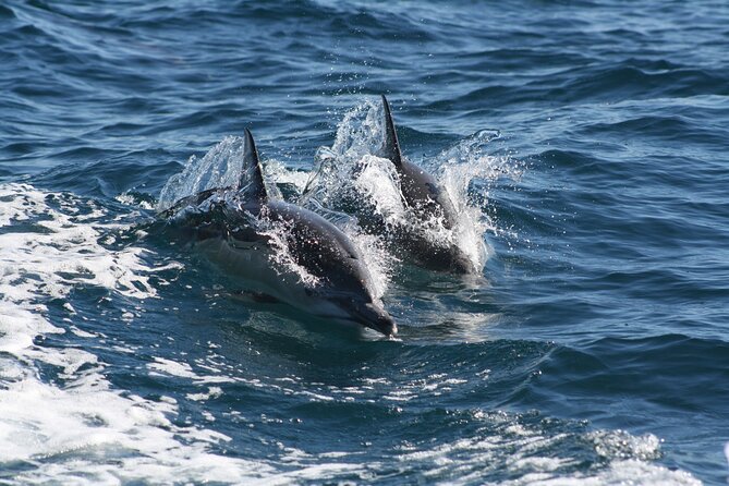 1 seal dolphin adventure Seal & Dolphin Adventure