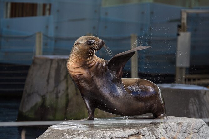Seal Experience at Melbourne Zoo – Excl. Entry