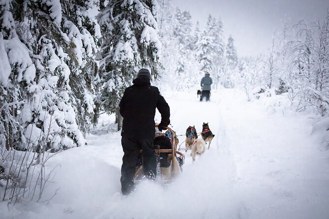 1 self driving husky sledding experience in levi Self-Driving Husky Sledding Experience in Levi