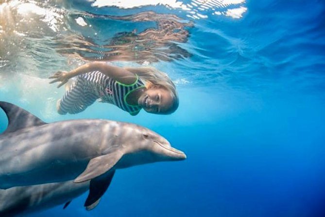 1 semi private speedboat swim with dolphins sea trip from hurghada Semi PRIVATE Speedboat Swim With Dolphins Sea Trip From Hurghada