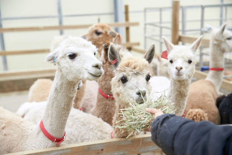 1 seoul alpaca land nami tour optional gangchon railbike Seoul: Alpaca Land, Nami Tour (Optional Gangchon Railbike)