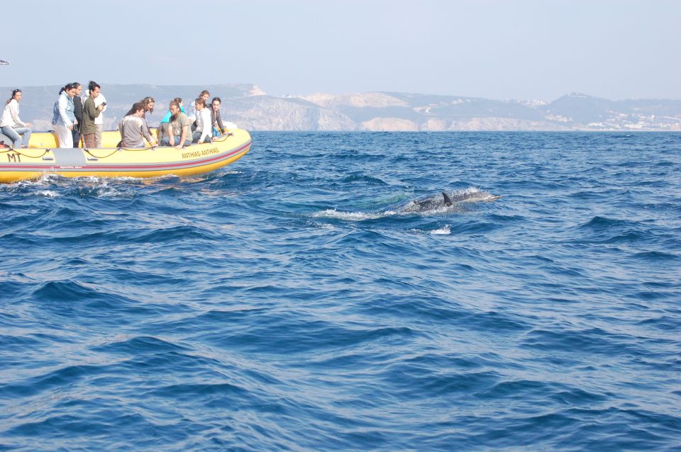 1 sesimbra eco friendly dolphin watching tour Sesimbra: Eco-friendly Dolphin Watching Tour