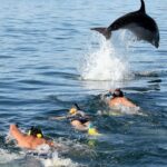 1 side dolphin island boat trip with lunch and hotel transfer Side Dolphin Island Boat Trip With Lunch And Hotel Transfer