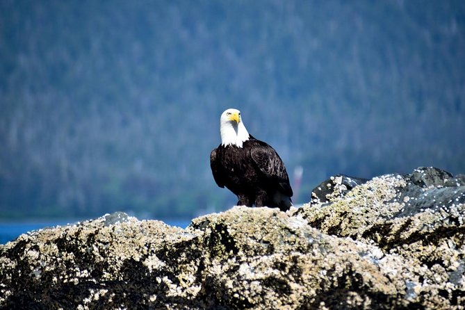 Simply Amazing Sitka Tour: Fortress of the Bear, Alaska Raptor, & Totems