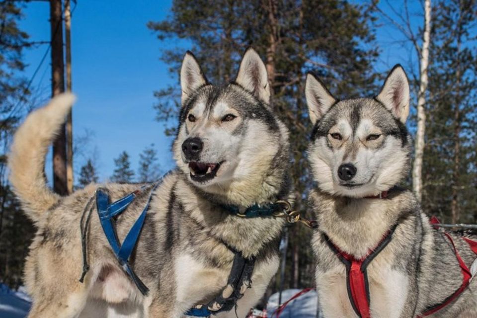 1 sirkka husky sled ride in levi Sirkka: Husky Sled Ride in Levi