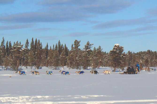 Sit Down Husky Ride Dog Sled Tour in Kiruna