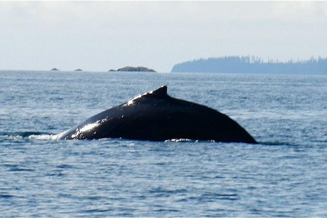 Sitka Shore Excursion: Whale-Watching and Marine Life Tour