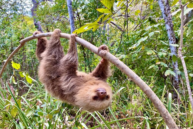 Sloth Sanctuary WildLife Hike